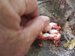 Mycena roseilignicola