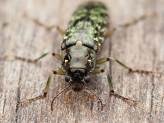 Chalcodrya variegata