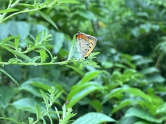 Lycaena phlaeas daimio