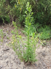 Erigeron floribundus