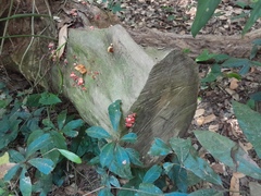 Mycena roseilignicola