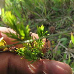 Hypericum juniperinum