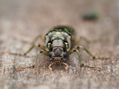Chalcodrya variegata