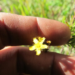 Hypericum juniperinum