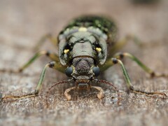 Chalcodrya variegata