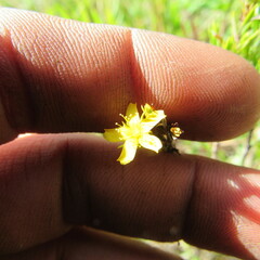 Hypericum juniperinum