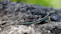 Sceloporus couchii