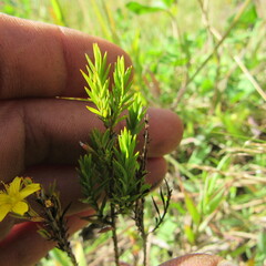 Hypericum juniperinum