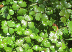 Hydrocotyle sulcata