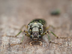 Chalcodrya variegata