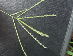 Digitaria bicornis
