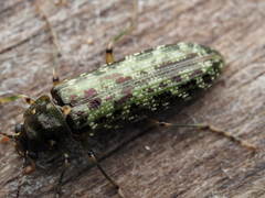 Chalcodrya variegata