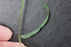Digitaria bicornis