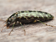 Chalcodrya variegata