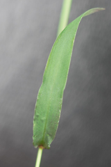Digitaria bicornis