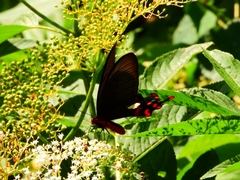 Byasa polyeuctes