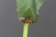 Digitaria bicornis