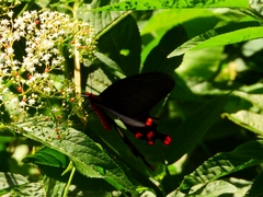Byasa polyeuctes