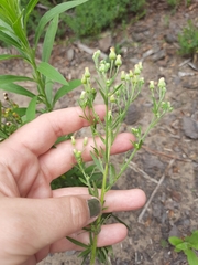Erigeron floribundus