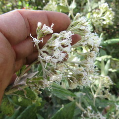 Ageratina asclepiadea