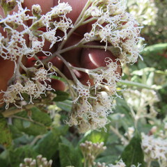 Ageratina asclepiadea