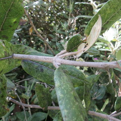 Ageratina asclepiadea