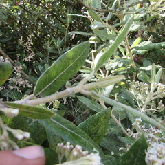 Ageratina asclepiadea