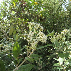 Ageratina asclepiadea