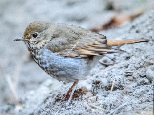 iNaturalist observation photo of Hermit Thrush