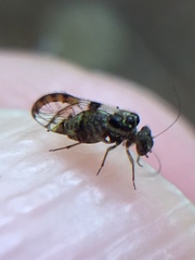 Abelopsocus basipunctatus