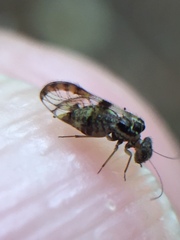 Abelopsocus basipunctatus