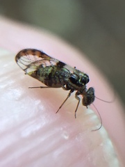 Abelopsocus basipunctatus