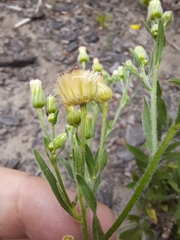 Erigeron floribundus