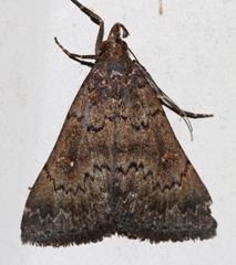 Hypenula cacuminalis