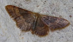 Idaea demissaria