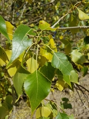 Populus × acuminata