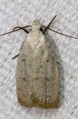 Inga cretacea