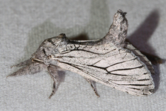 Inguromorpha itzalana