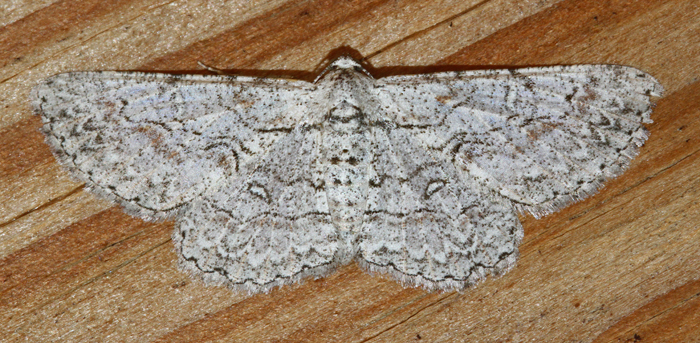 Iridopsis perfectaria
