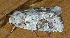 Lacinipolia laudabilis