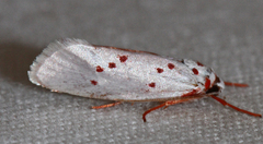 Enaemia rubritegula
