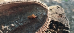 Chauliognathus cinguliventris