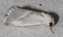 Leucocnemis nivalis