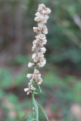 Pterocaulon virgatum