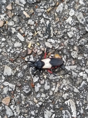 Microtomus purcis