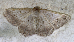 Lomographa glomeraria