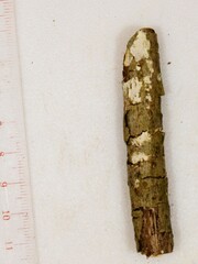 Eichleriella macrospora