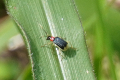 Paratriarius cognatus
