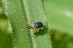 Paratriarius cognatus