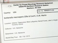 Eichleriella macrospora